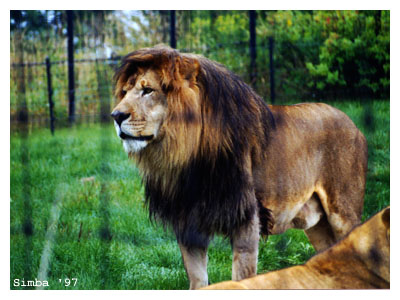 lion2.jpg (46845 bytes)